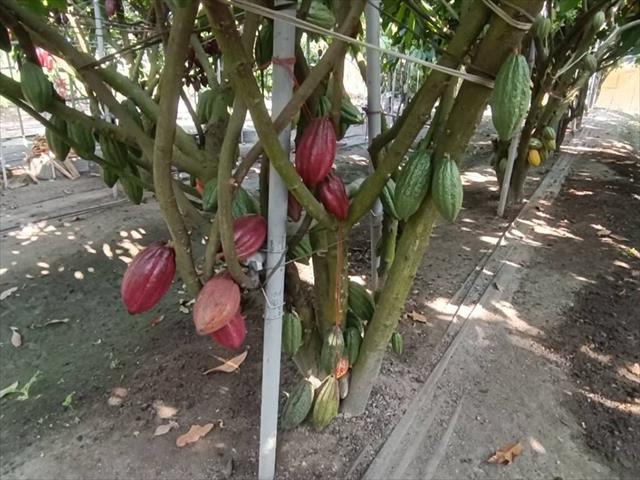 可可 產品圖片（圖片編號 1000063）