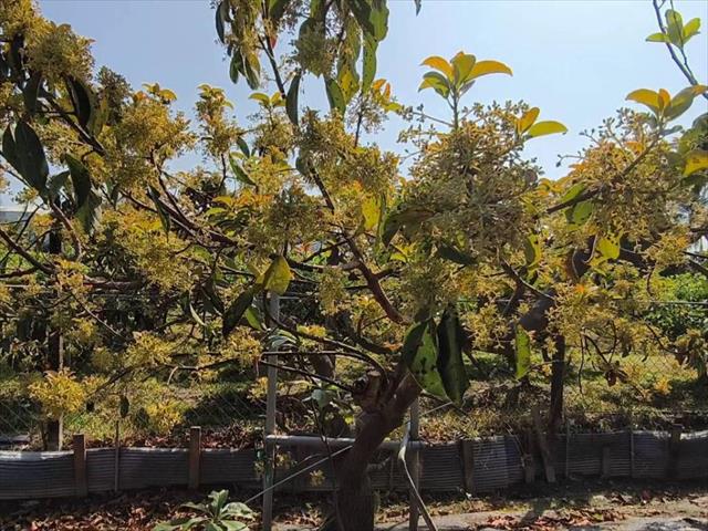 酪梨 產品圖片（圖片編號 1000064）