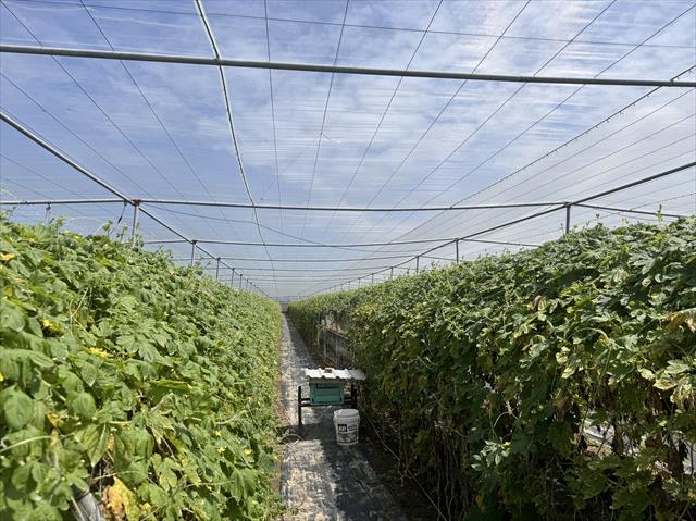 苦瓜 產品圖片（圖片編號 1000161）