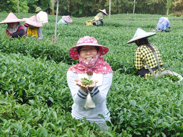 茶製品-茶 產品圖片（圖片編號 1000856）