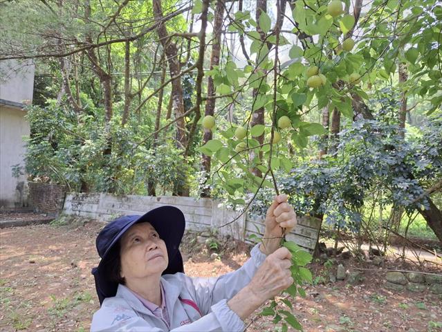 梅 產品圖片（圖片編號 1000862）