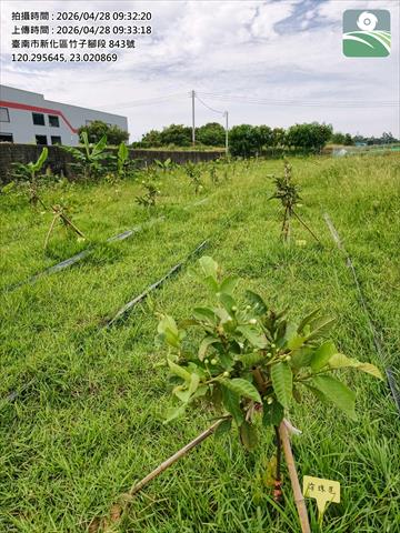 番石榴(芭樂) 產品圖片（圖片編號 1000960）