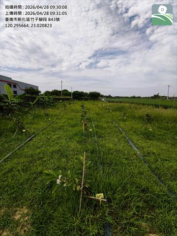 番石榴(芭樂) 產品圖片（圖片編號 1000961）