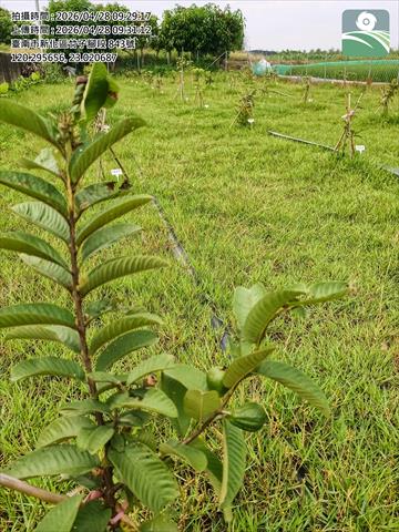 番石榴(芭樂) 產品圖片（圖片編號 1000962）