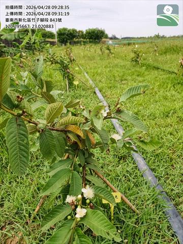 番石榴(芭樂) 產品圖片（產品編號 711499）
