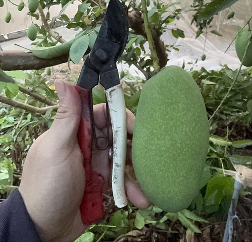 芒果 產品圖片（產品編號 711505）