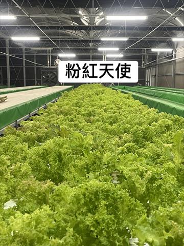 甘藍(高麗菜) 產品圖片（圖片編號 1001196）