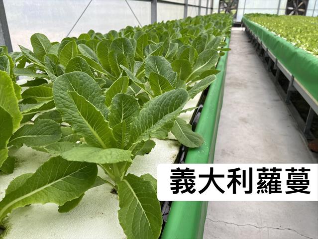 甘藍(高麗菜) 產品圖片（圖片編號 1001197）