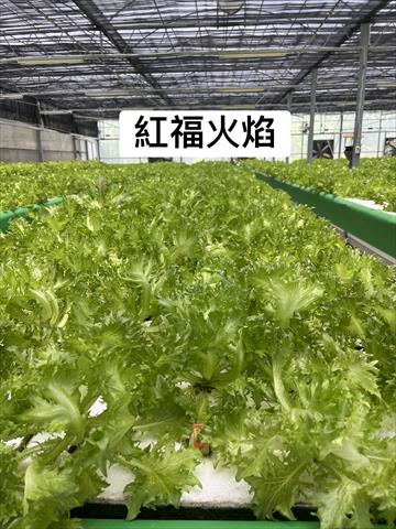 甘藍(高麗菜) 產品圖片（圖片編號 1001199）