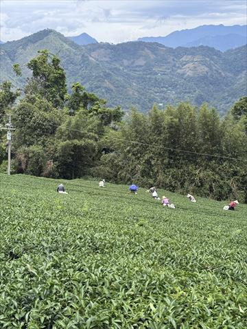 茶製品-茶 產品圖片（圖片編號 1001549）