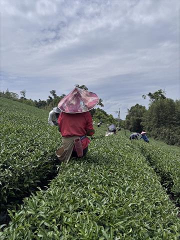 茶製品-茶 產品圖片（圖片編號 1001550）