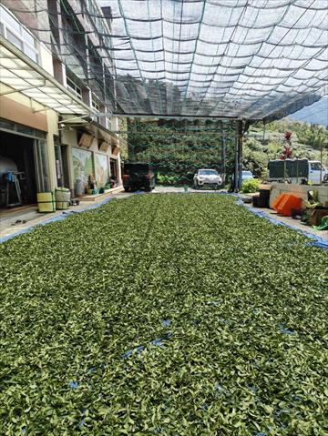 茶製品-茶 產品圖片（圖片編號 1001551）
