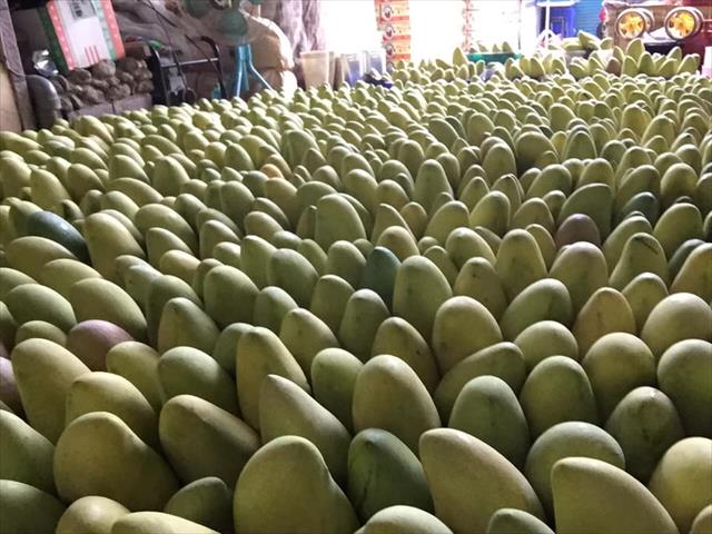 芒果 產品圖片（圖片編號 1001716）