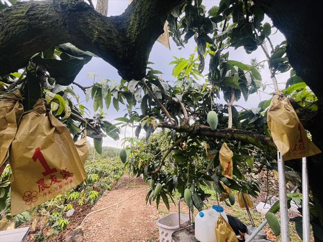 芒果 產品圖片（圖片編號 1001723）