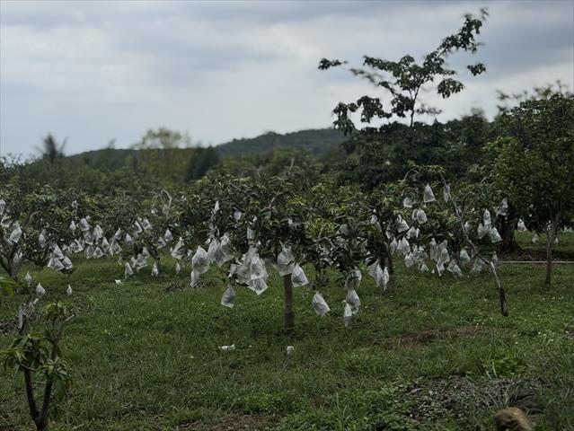 芒果 產品圖片（圖片編號 1002402）