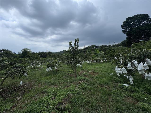 芒果 產品圖片（圖片編號 1002403）