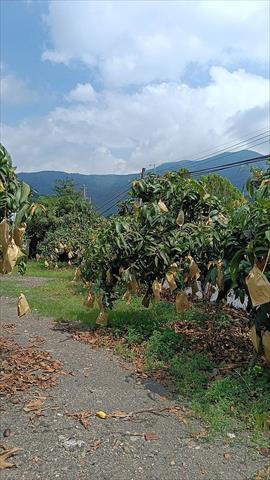 芒果 產品圖片（圖片編號 1002517）