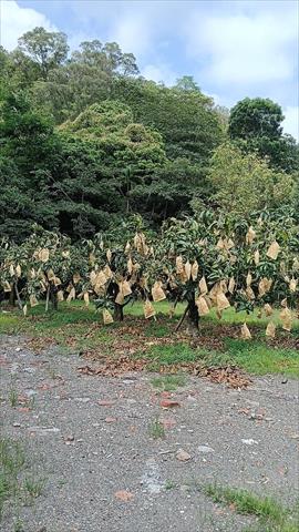 芒果 產品圖片（圖片編號 1002518）