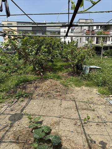 番石榴(芭樂) 產品圖片（圖片編號 1002697）