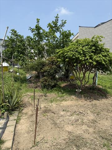 番石榴(芭樂) 產品圖片（產品編號 712318）