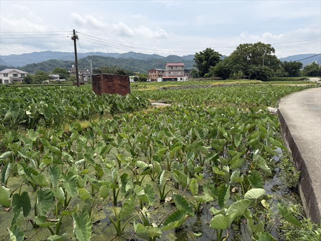 芋頭 產品圖片（圖片編號 1002710）