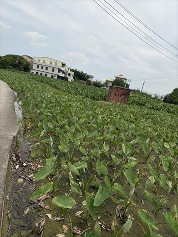 芋頭 產品圖片（圖片編號 1002711）