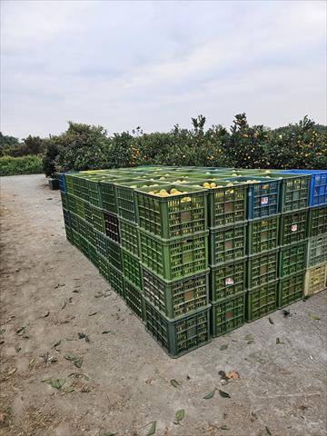 柳橙 產品圖片（產品編號 712379）