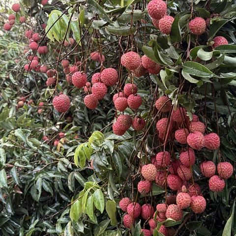 荔枝 產品圖片（產品編號 712380）