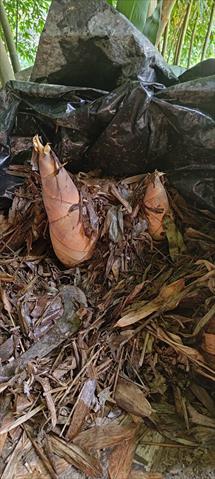 竹筍 產品圖片（圖片編號 1003240）
