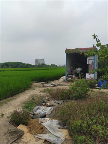 稉稻(白米或黑米) 產品圖片（產品編號 712672）