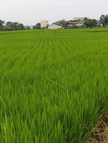 稉稻(白米或黑米) 產品圖片（圖片編號 1003506）