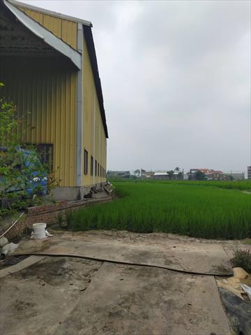 稉稻(白米或黑米) 產品圖片（圖片編號 1003508）