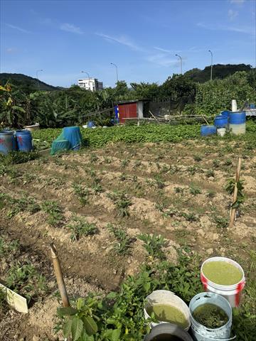 甘藷(地瓜) 產品圖片（產品編號 712748）