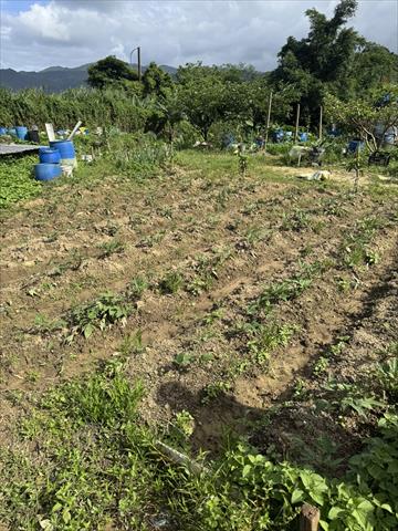 甘藷(地瓜) 產品圖片（圖片編號 1003988）