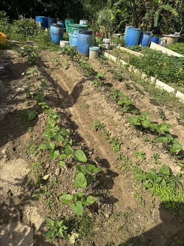 甘藷(地瓜) 產品圖片（圖片編號 1003989）