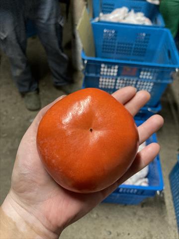 柿子 產品圖片（圖片編號 1004013）