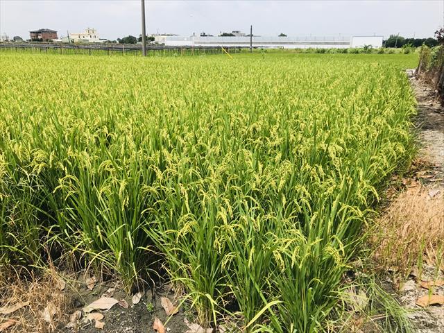 稉稻(白米或黑米) 產品圖片（產品編號 712866）