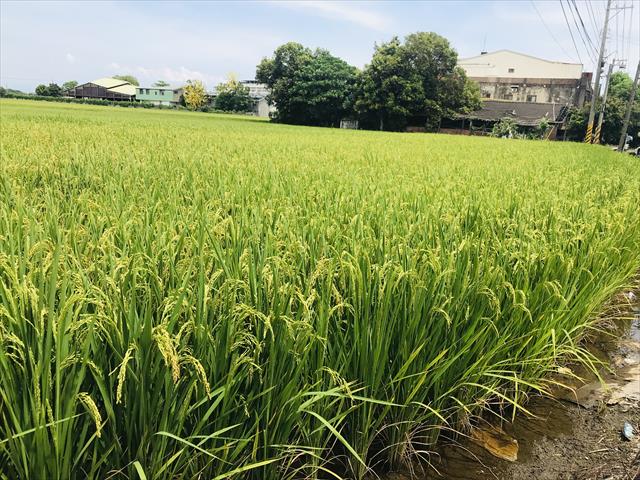 稉稻(白米或黑米) 產品圖片（產品編號 712867）
