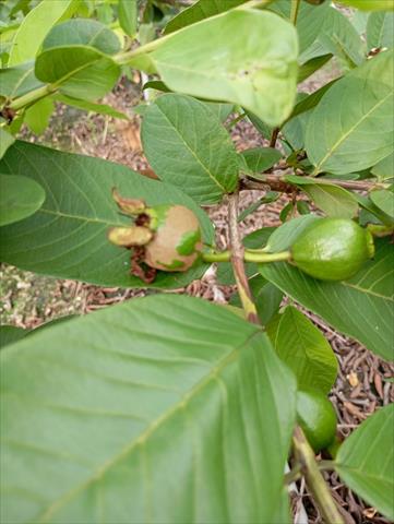 番石榴(芭樂) 產品圖片（產品編號 713167）