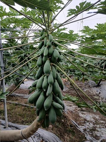 木瓜 產品圖片（產品編號 713239）