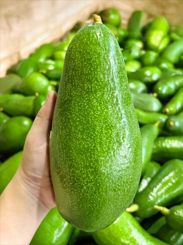 酪梨 產品圖片（圖片編號 1005394）