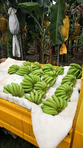 香蕉 產品圖片（圖片編號 1005532）