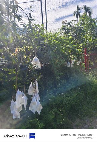 芒果 產品圖片（產品編號 713419）