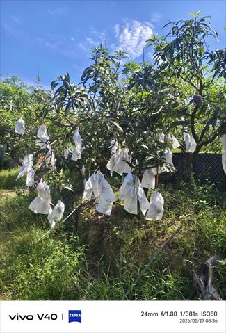 芒果 產品圖片（圖片編號 1005708）