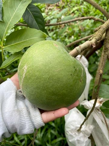 其它柑橘 產品圖片（圖片編號 1005928）