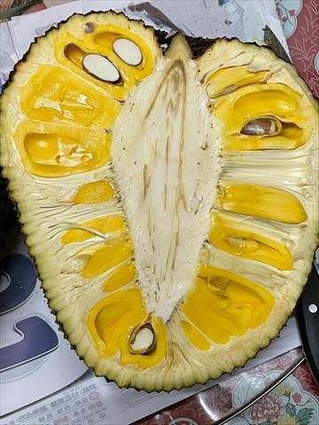 波羅蜜 產品圖片（圖片編號 1005929）