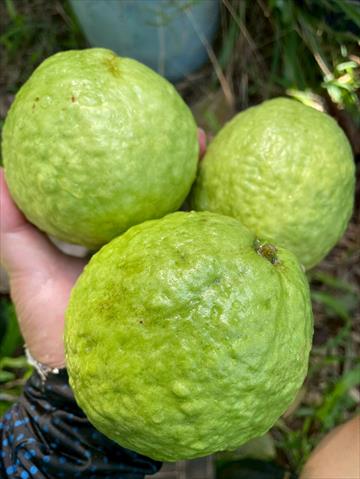 番石榴(芭樂) 產品圖片（產品編號 713454）