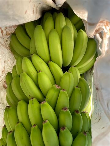 香蕉 產品圖片（圖片編號 1005936）