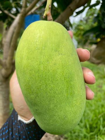 芒果 產品圖片（圖片編號 1005937）