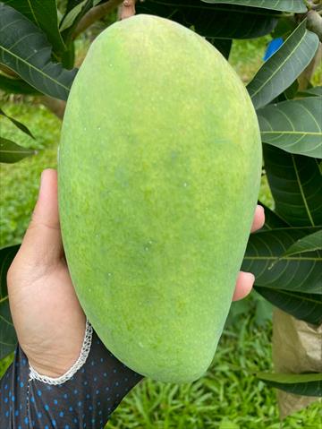 芒果 產品圖片（圖片編號 1005938）